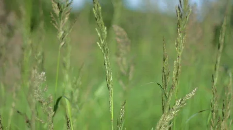 Wind in grass Stock Footage 785545