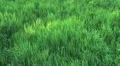 Wind in the Grass HD Footage
