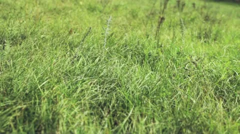 Wind in the grass Stock Footage 12573187