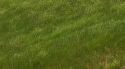 Wind in Grass Stock Footage 18093464