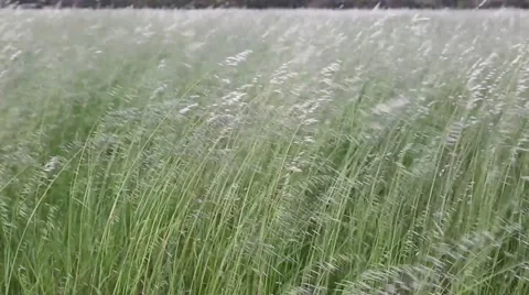 Wind in the Grass Stock-Footage 40030287