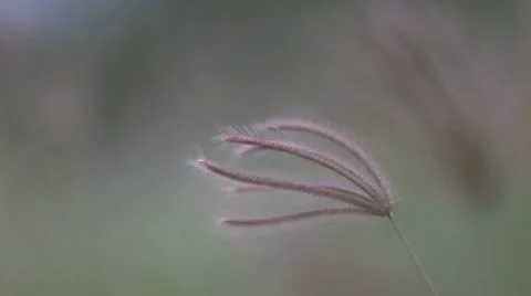 WIND GRASS Video stock 45158254