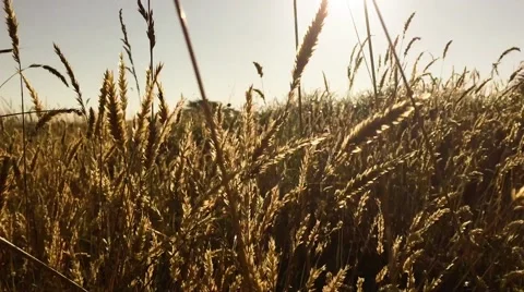 Wind on grass 動画素材 52750838