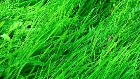 Wind on the grass Stock Footage 82661672