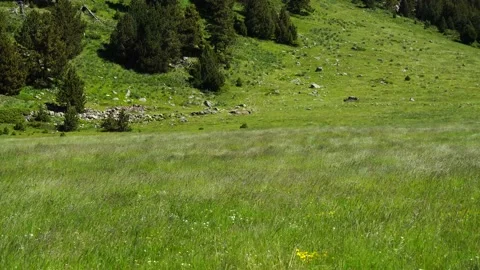  Wind in the grass Stock Footage 160334428