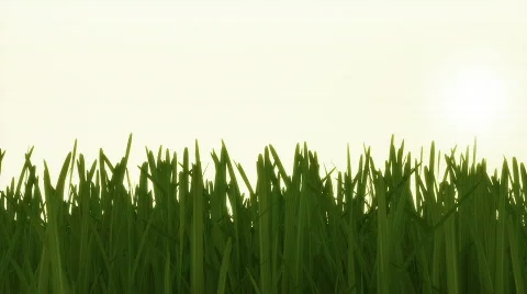 Wind in grass HD Vidéo 363116