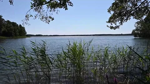 Wind in grass by the lake Oppmannasjön in Sweden Stock Footage 158394437
