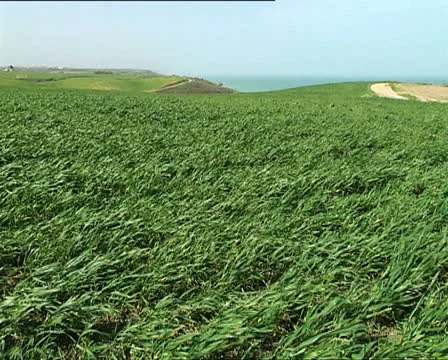 WIND on the grass of a meadow Stock Footage 12121251