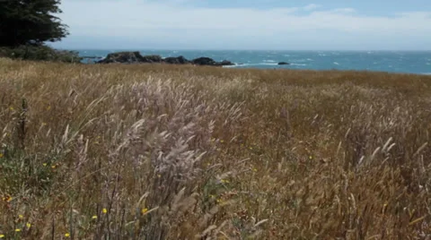 Wind in grass by ocean Видео 39742693