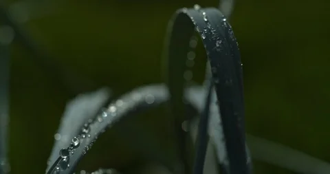 Wind Grass Slow Motion Macro Stock Footage 117139078