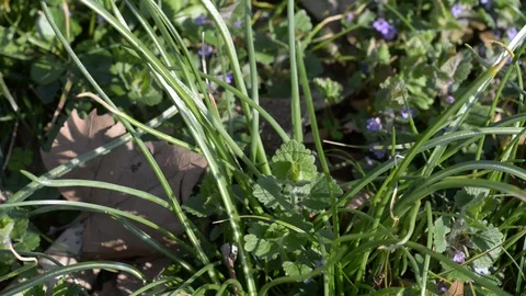 Wind on the grass in the woods Stock Footage 105450291