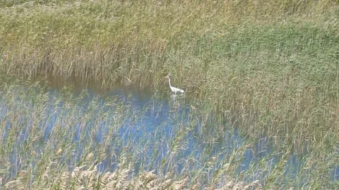 Wind in the Grasses With Egret 60sec Stockbeeldmateriaal 94278170