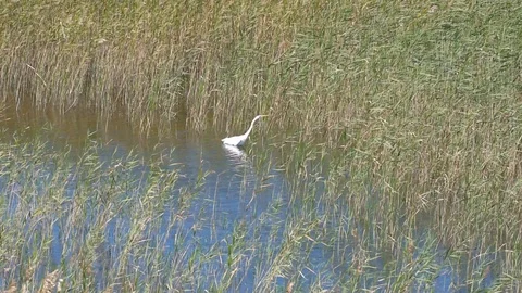 Wind in the Grasses with Egret Wading 60sec Stockbeeldmateriaal 94278317