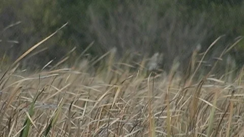 Wind in Grasses in Michigan Stock Footage 105086254