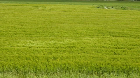 Wind on a green Barley Field making it look like waves in East Frisia, Germany Stock Footage 243367385