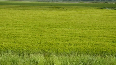 Wind on a green Barley Field making it look like waves in East Frisia Stock Footage 244145258