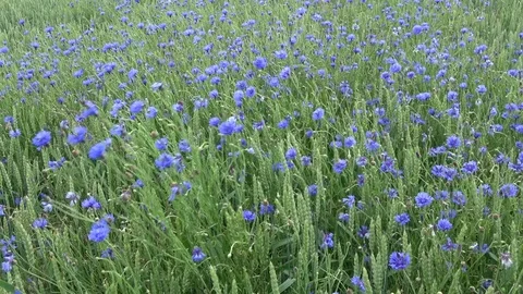 Wind in  green field with wheat and cornflowers, nature background Stock Footage 78767522