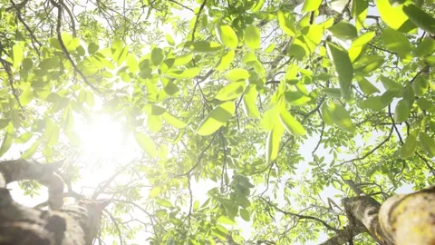 Wind in green foliage of large walnut tree with beautiful sun light Stock Footage 197643718