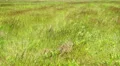 Wind on green grass on field HD Footage