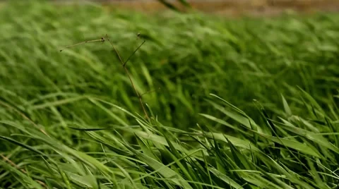 Wind. green grass Stock Footage 62834127