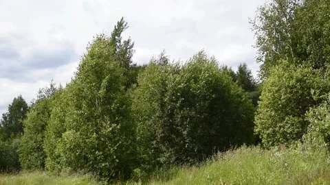 Wind on green trees and grass on a summer day Stock Footage 140781064