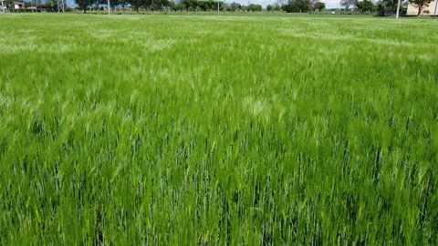 Wind on green wheat fields 스톡 동영상 153435724