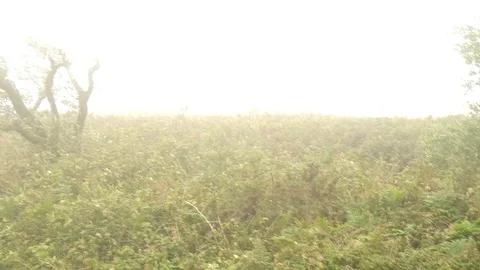 Wind with gusts carries a cloud over the bushes on hill Stock-Footage 98927411