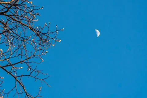 Before the Wind - Half Moon in Clear Sky with Budding Tree Branches in Spring 写真素材