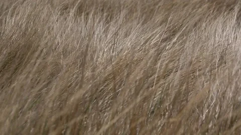 Wind heavily blows dry grass on the side road 库存影片 146366192
