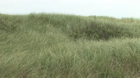 Wind in High Grass 스톡 동영상 8521129