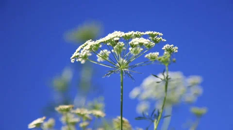 Wind hit the white flower Stock Footage 38842070
