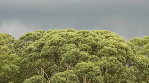 Wind hits  the leaves of the trees and rainy dark clouds Stock Footage 145321573