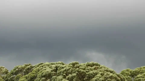 Wind hits  the leaves of the trees and rainy dark clouds Stock Footage 145324785