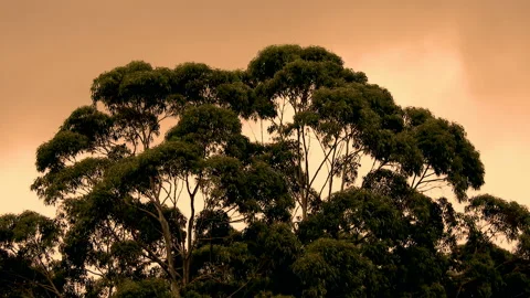 Wind hits  the leaves of the trees and rainy dark clouds Video stock 145338369