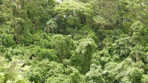 Wind hits  the leaves of the trees Stock Footage 143294832