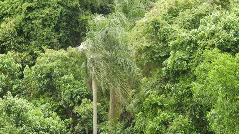 Wind hits  the leaves of the trees Stock Footage 143297762