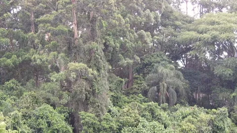 Wind hits the leaves of the trees in a rainforest Stock Footage 143441127