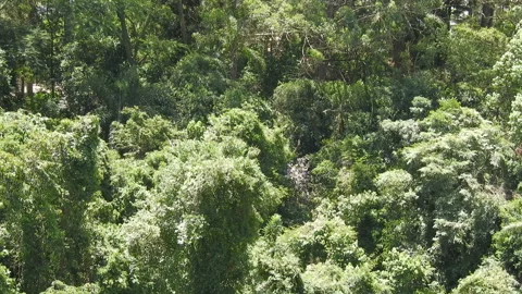 Wind hits the leaves of the trees in a rainforest Stock Footage 144209771