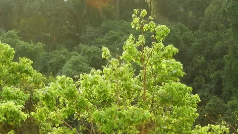 Wind hits the leaves of the trees in a rainforest Video stock 150671053