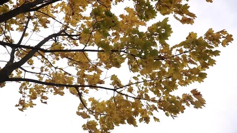 The wind hits the maple with yellow leaves Stock Footage 125504100