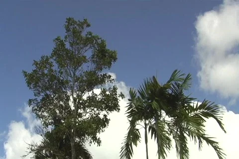 Wind hits tree tops Stock Footage 669931