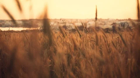 Wind hits wheats in a wheat field in the sunset time. Vídeos de archivo 111581135