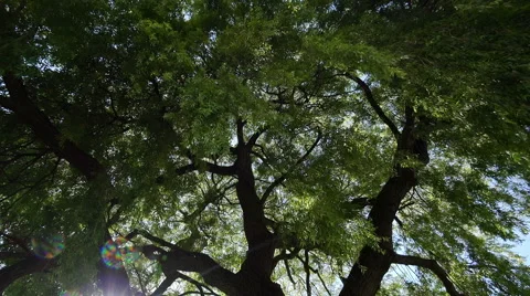 Wind iamong the branches of a willow Stock Footage 54024799