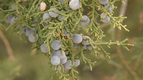 Wind in Juniper Berries Stock Footage 93332953