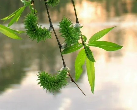 Wind in leaf Stock Footage 669797