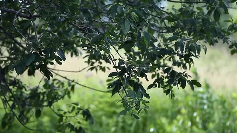 Wind in Leaves Stock Footage