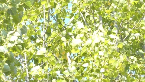 Wind in Leaves Stock Footage 117226045