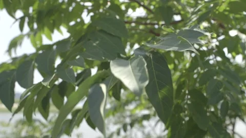 Wind In The Leaves Video stock 138281656