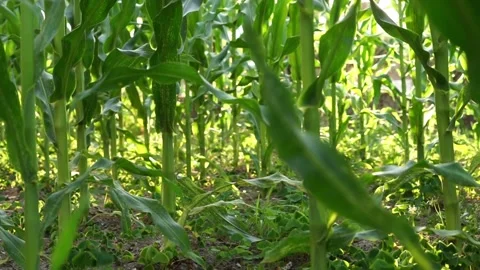 Wind in the leaves Stock Footage 229179205