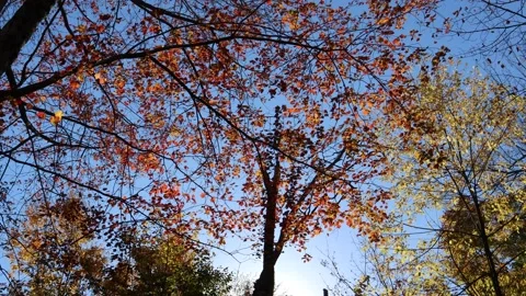 Wind in the Leaves Poconos Cabin Stock Footage 221010651